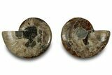 Cut & Polished, Agatized Ammonite Fossil - Crystal Pockets #323352-1